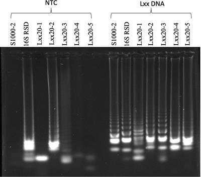 Changing the diagnostic paradigm for sugarcane: development of a mill-based diagnostic for ratoon stunting disease in crude cane juice